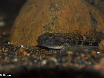 Une espèce des rivières du Sud de la Nouvelle-Calédonie