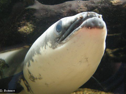 Elle vit dans les eaux courantes (des estuaires aux cours moyens ou supérieurs) mais aussi dans les eaux stagnantes