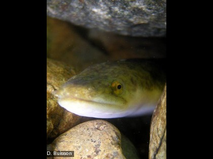 Elle vit dans les eaux courantes (des estuaires aux cours moyens ou supérieurs) mais aussi dans les eaux stagnantes