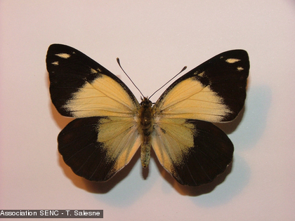 Il s'agit d'un papillon femelle diurne de la famille des Pieridae