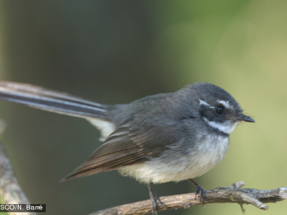 Petit lève-queue, Rhipidure à collier, Rhipidura fuliginosa ssp. bulgeri