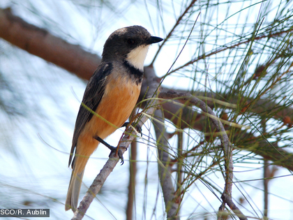 Sourd, Siffleur calédonien, Pachycephala caledonica Cette espèce est endémique.