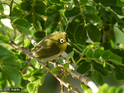 Le zostérops à dos vert, Zosterops xanthochroa Cette espèce est endémique.