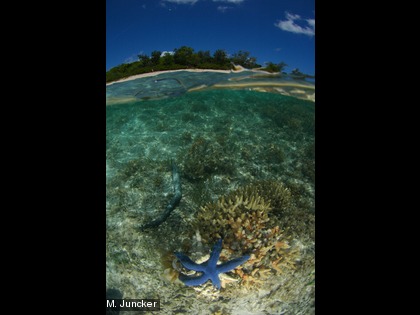 L'étoile de mer bleue, Lynckia laevigata