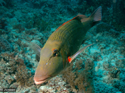 La gueule-rouge, Lethrinus miniatus