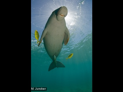 Dugong dugon