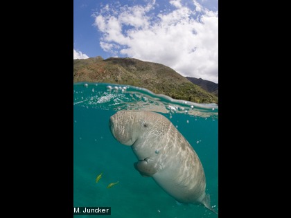 Dugong dugon
