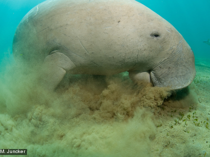 Dugong dugon