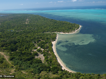 Herbier de la plage de Poé En Nouvelle-Calédonie, les herbiers couvrent près de 1000 km².