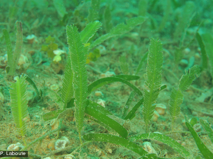 Caulerpa taxifolia