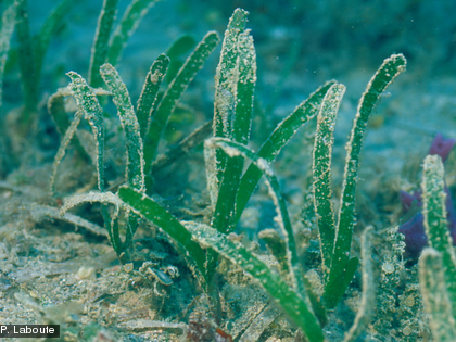 Thalassia hemprichii