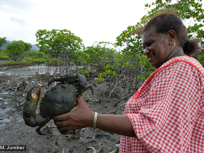 Le crabe de palétuvier est une ressource  importante pour les populations qui vivent à proximité des mangroves.