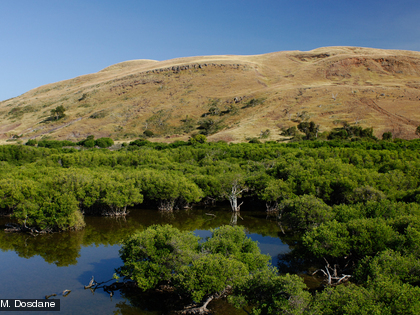 La mangrove occupe environ 163 km² en province Sud.