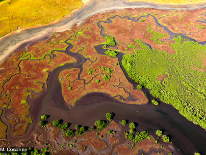 La mangrove agit comme une véritable station d’épuration qui filtre les eaux usées.