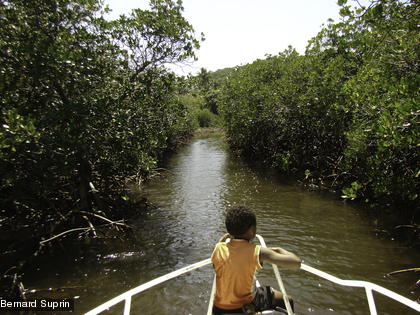La mangrove est un endroit privilégié de cueillette et de pêche pour les populations côtières.