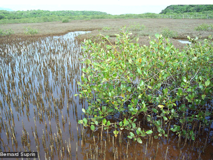 Le Palétuvier gris, Avicennia marina