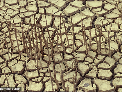 Les pneumatophores d'un palétuvier, Avicennia marina