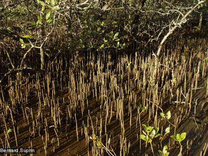 Les pneumatophores d'un palétuvier Avicennia marina
