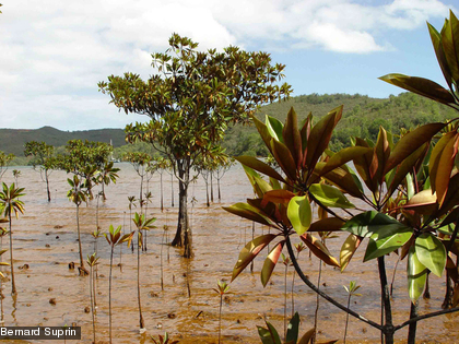 Le Pélatuvier rouge, Bruguiera gymnorrhiza