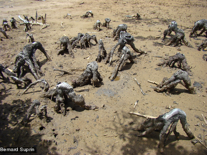 Les racines du Palétuvier rouge, Bruguiera gymnorrhiza