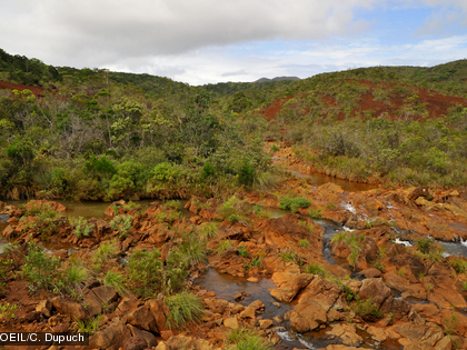 Un endémisme fort Le maquis minier est le milieu qui a le plus fort taux d’endémisme en Nouvelle-Calédonie (89 %).