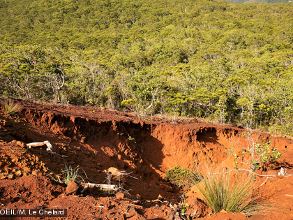 Un sol riche en métaux Les sols du maquis minier sont très concentrés en minéraux, en nickel notamment.