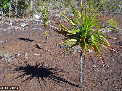 Une espèce du genre Dracophyllum verticillatum