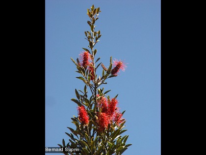 Grevillea gillivrayi Une espèce endémique