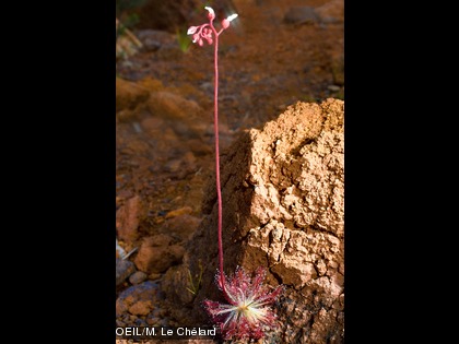 Drosera neocaledonia