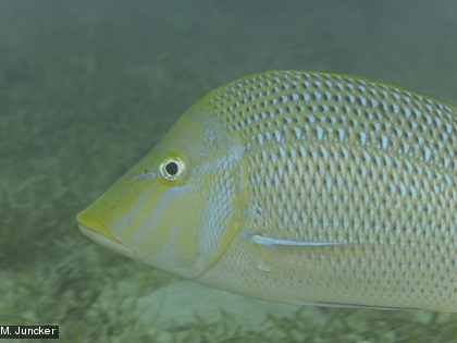 Le Bec de cane, Lethrinus nebulosus