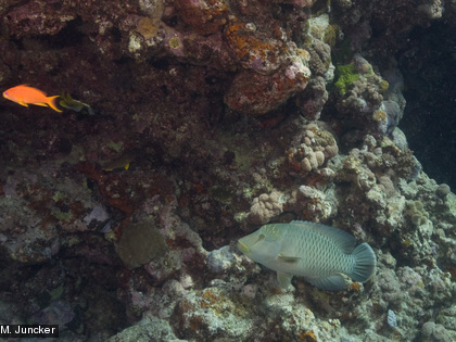 Le poisson Napoléon, Cheilinus undulatus