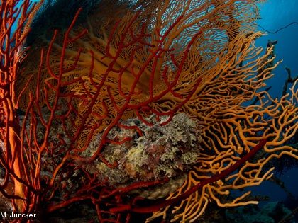 Le poisson-pierre, Synanceia verrucosa