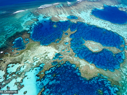 Il existe différents types de récifs coralliens : récifs frangeants, récifs intermédiaires et barrière récifale notamment. 