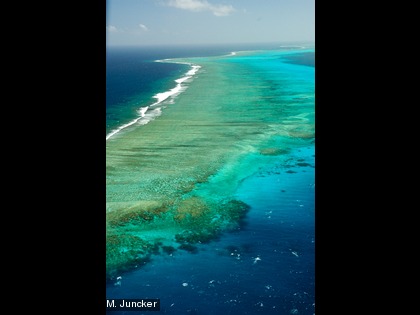 La barrière récifale néo-calédonienne mesure 1 500 km de long. 
