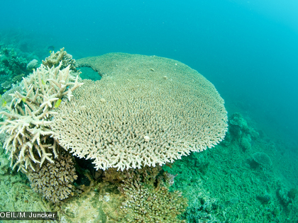 Les coraux ont un squelette calcaire.