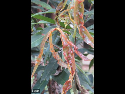 Le champignon attaque essentiellement les jeunes feuilles et tiges, les fruits, les bourgeons et parfois les fleurs.