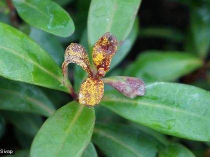 Le champignon attaque essentiellement les jeunes feuilles et tiges, les fruits, les bourgeons et parfois les fleurs.