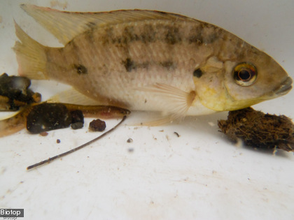 Le tilapia est un poisson introduit à partir des années 1950 dans les îles du Pacifique. L'espèce la plus commune en Nouvelle-Calédonie est le Sarotherodon occidentalis (Cf. photo) 