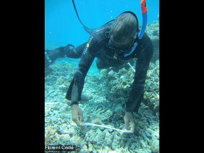 Les bénitiers font partie de la liste des espèces comptées pour évaluer l'état de santé des récifs. En plus de leur dénombrement, leur taille est mesurée.