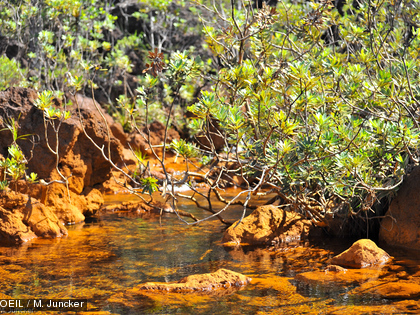Les diatomées se fixent sur les rochers et forment un film glissant à leur surface