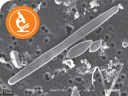 Les diatomées sont des algues unicellulaires invisibles à l'oeil nu