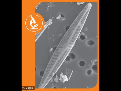 Les diatomées sont des algues unicellulaires invisibles à l'oeil nu