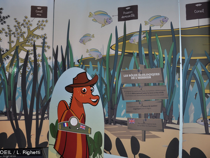 ...où l'on rencontre coraux et poissons...