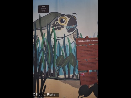 ... mais aussi des tortues....