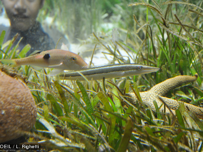 Poissons, étoiles de mer, coraux, etc. C'est tout un écosystème qui virevolte autour des phanérogames.