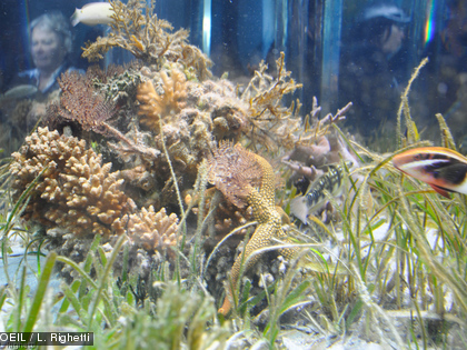 Poissons, étoiles de mer, coraux, etc. C'est tout un écosystème qui virevolte autour des phanérogames.