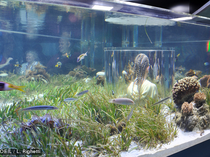 L'herbier est un milieu naturel à part entière, principalement composé de plantes sous-marines : les phanérogames marines.